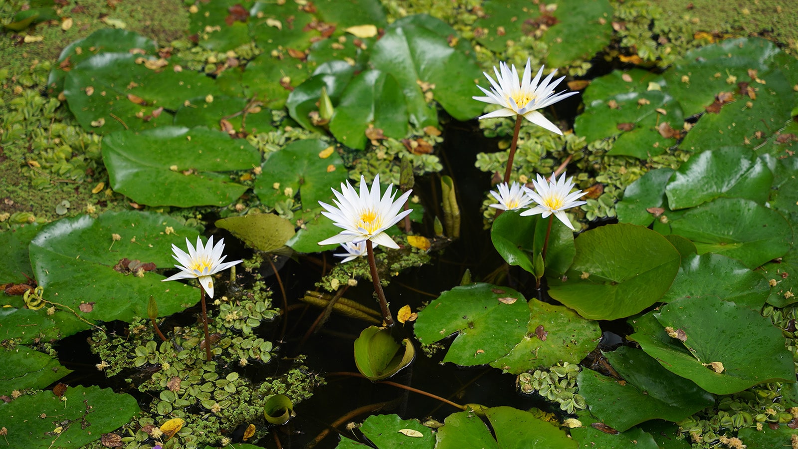 Jardín Botánico (Archivo)